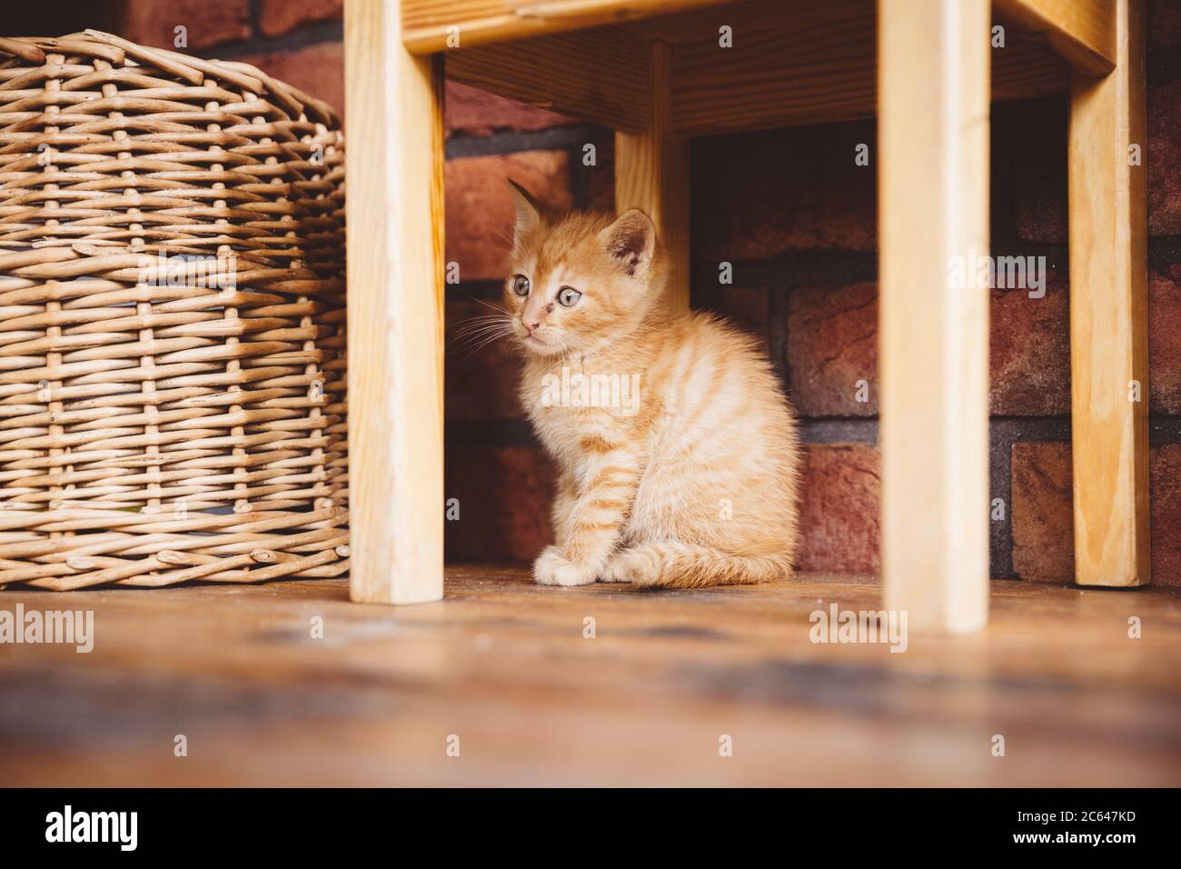 Carino gattino marrone con espressione timida e occhi blu seduti sotto la sedia di legno sul pavimento di legno della terrazza di fronte al muro di mattoni. Foto Stock