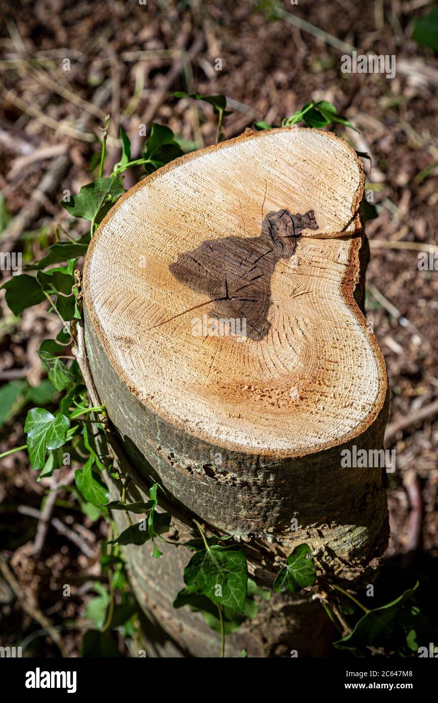 Ascomicete, Cenere, Blu, malattia fungina, Fungo, Cenere di ritorno, malattia, malattia infettiva, foglia, natura, vecchio, fungo Hymenoscyphus fraxineus Foto Stock