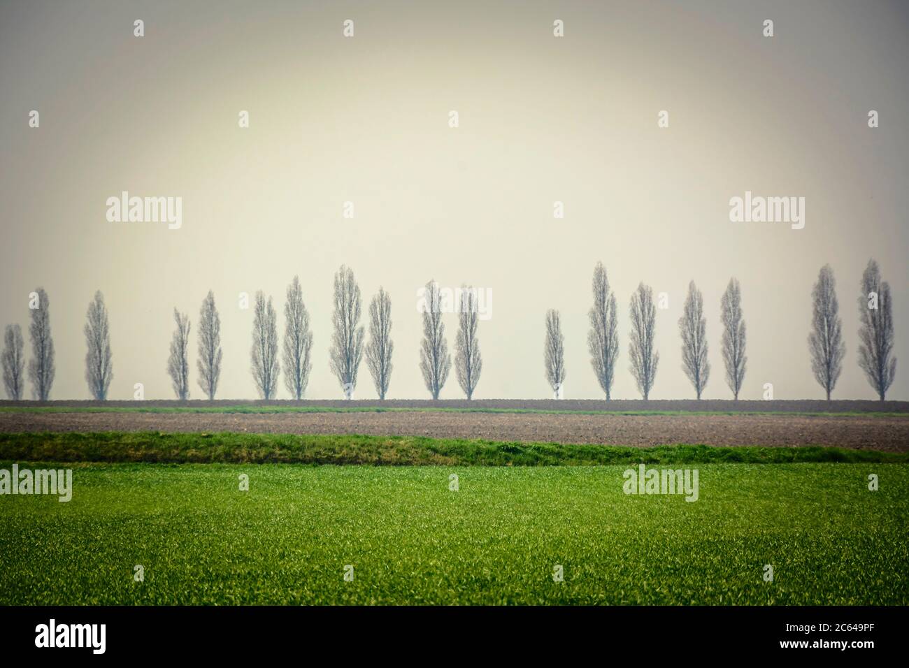 Fila di alberi in un campo, scena rurale , Francia Foto Stock