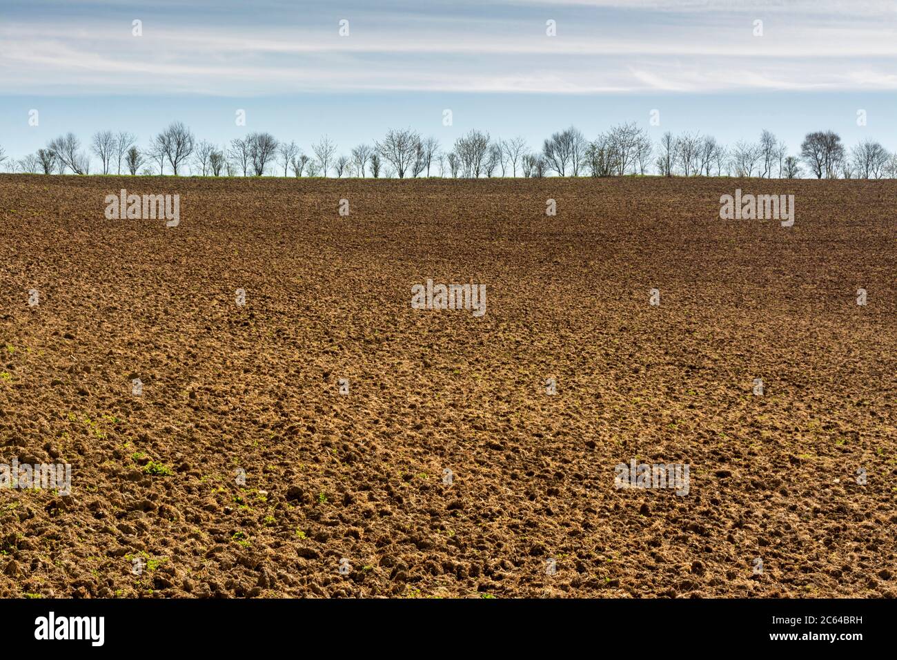 Fila di alberi in un campo, scena rurale , Francia Foto Stock