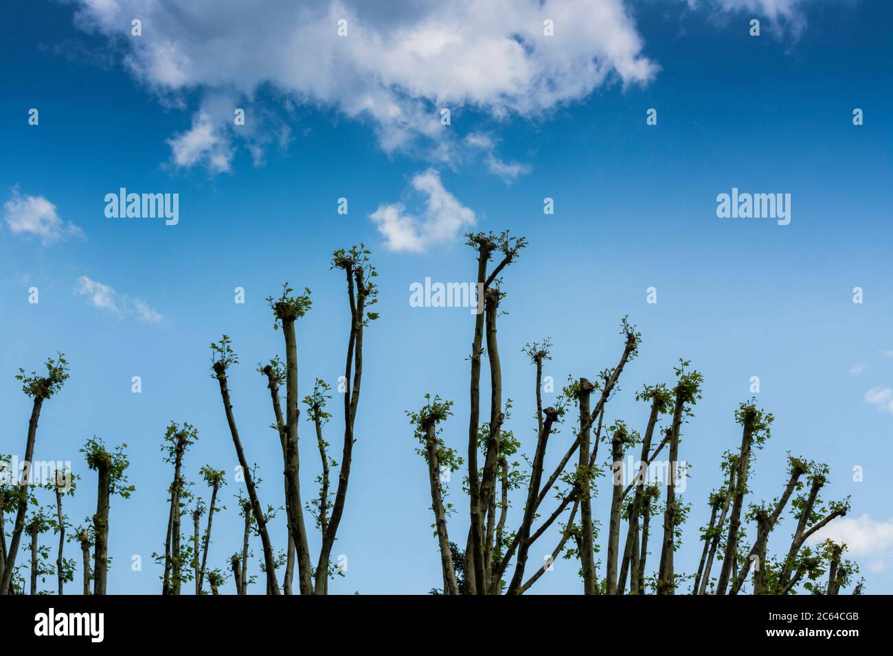 Alberi astratti e cielo nuvoloso Foto Stock