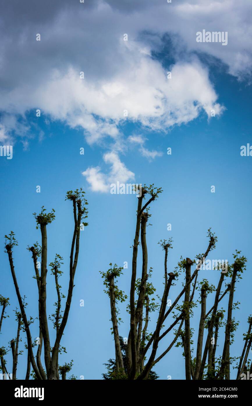 Alberi astratti e cielo nuvoloso Foto Stock