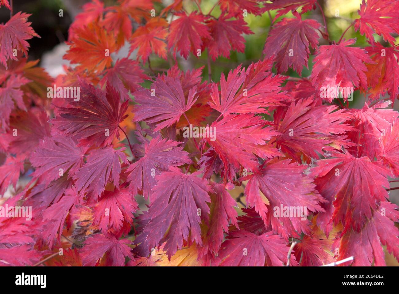 Eisenhutblaettriger Ahorn Acer japonicum Aconitifolium Foto Stock