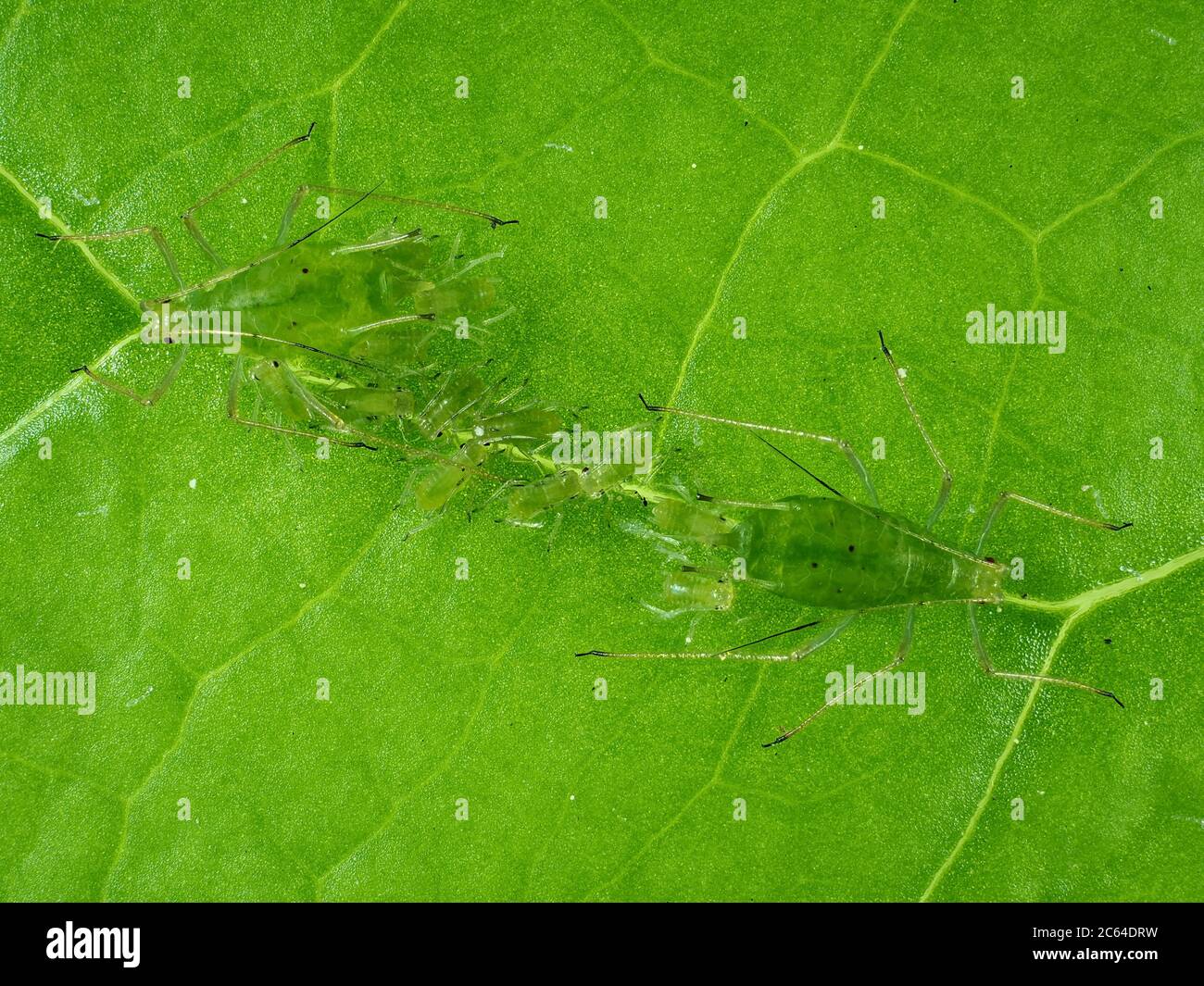 Ben camuffati afidi verdi su una foglia verde - foto macro Foto Stock