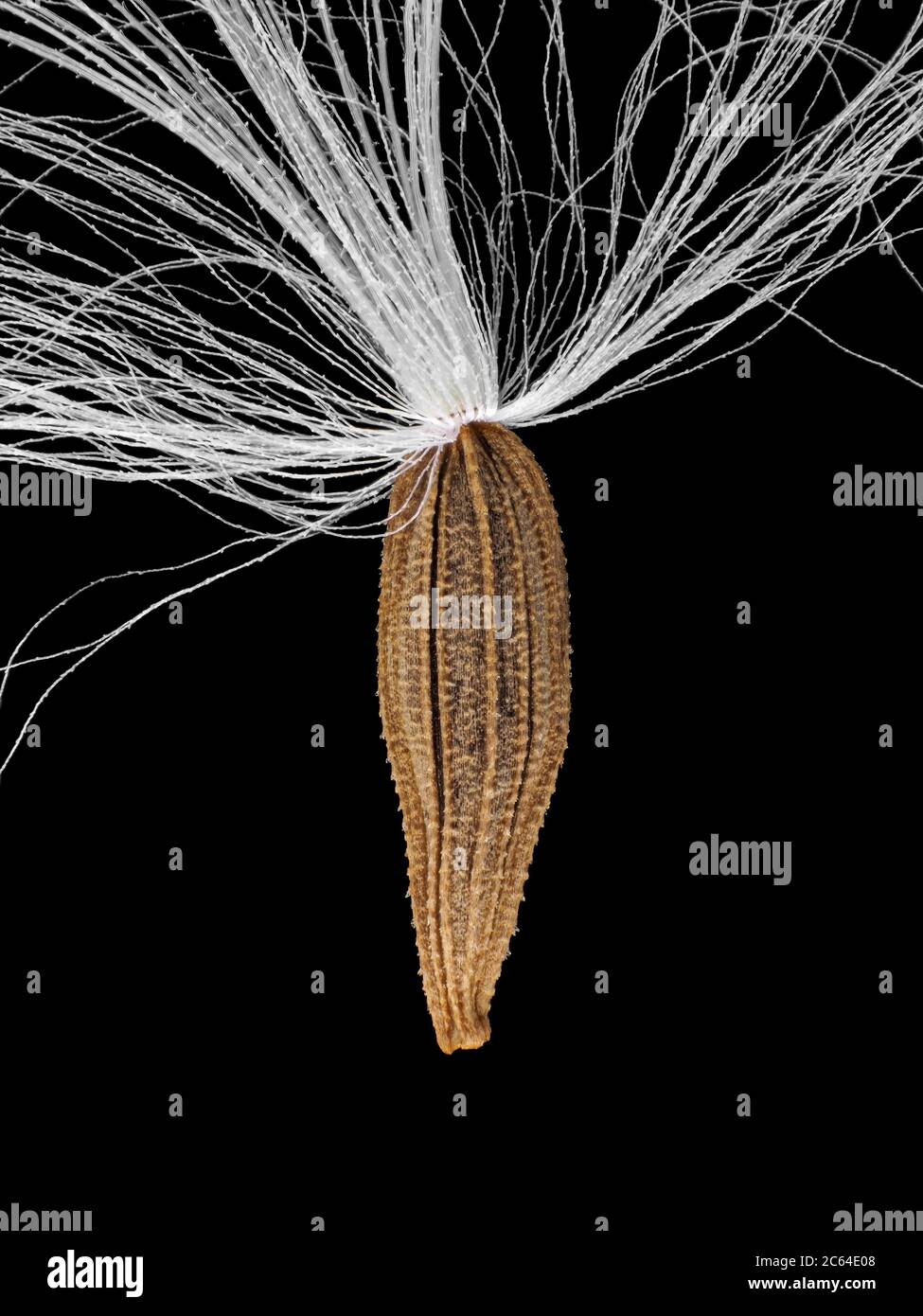 Seme di Lapsana communis, il nipplewort comune Foto Stock