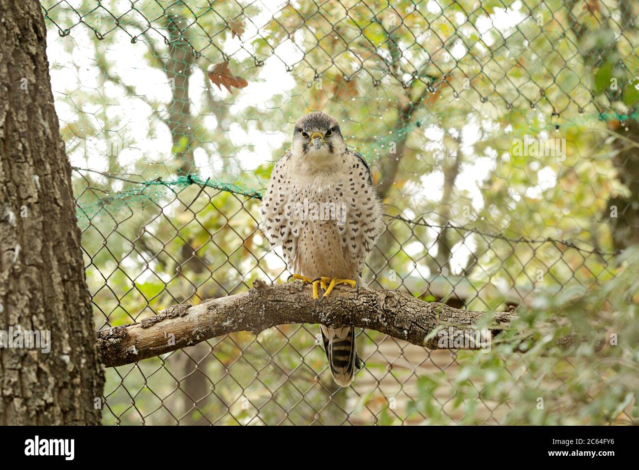 Lanner falco (Falco biarmicus) arroccato su un ramo di albero Foto Stock