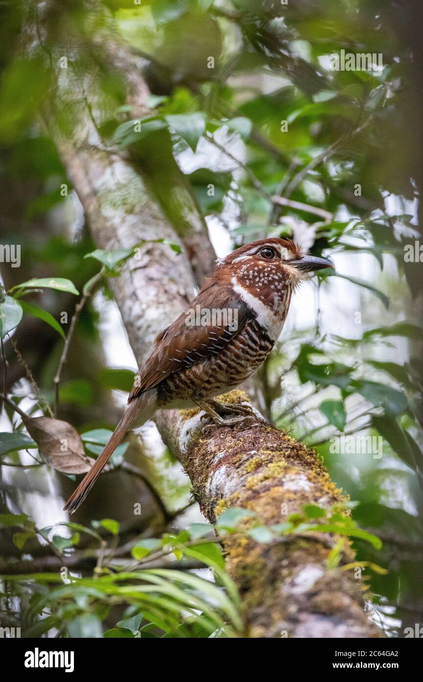 Rullo a terra per adulti a zampe corte (Brachypteracias leptosomus) arroccato in un albero in una foresta umida tropicale umide pianeggiante vicino a Perinet in Madagascar. Foto Stock