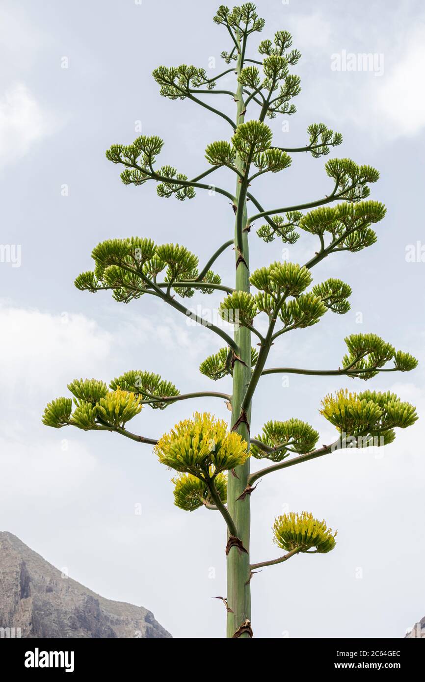 Agave americana gambo di fiori a Masca, Tenerife, Isole Canarie, Spagna Foto Stock