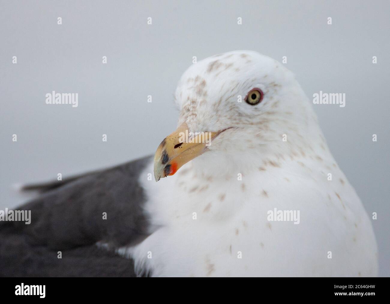 Closeup del disegno di legge di un adulto gabbiano di supporto di Slaty (Larus schistisagus) che wintering su Hokkaido, Giappone. Foto Stock