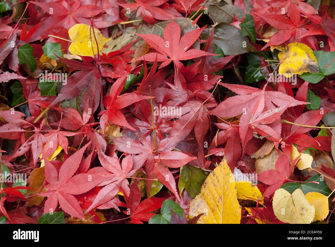 Herbstlaub, Japanischer Fecher-Ahorn Acer palmatum Osakazuki, Gewoehnlicher Efeu Hedera, Efeu Helix Foto Stock