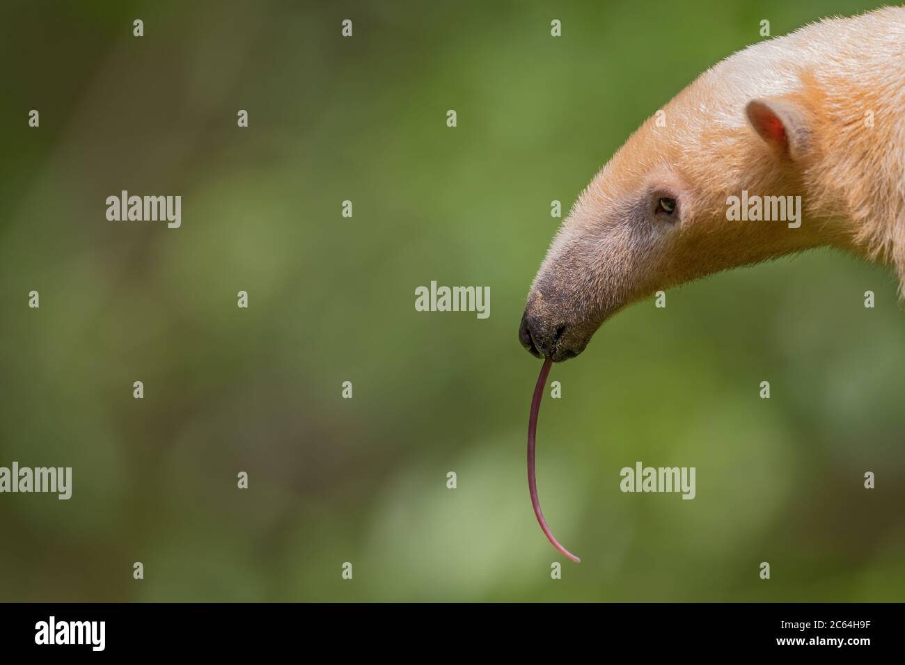 Tamandua meridionale - Tamandua tetradactyla, piccolo animale dalle foreste tropicali sudamericane, Brasile. Foto Stock