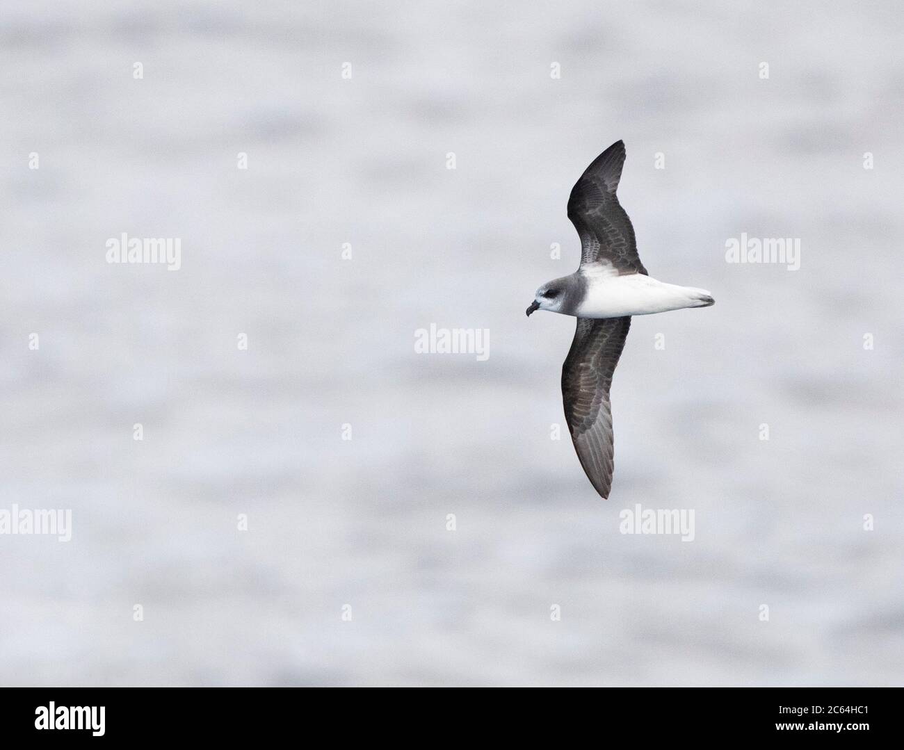 Petrel (Pterodroma mollis) con piumoni molli in volo sulle acque subantartiche della Nuova Zelanda. Volare sopra la superficie dell'oceano Pacifico, mostrando sotto l'ala Foto Stock