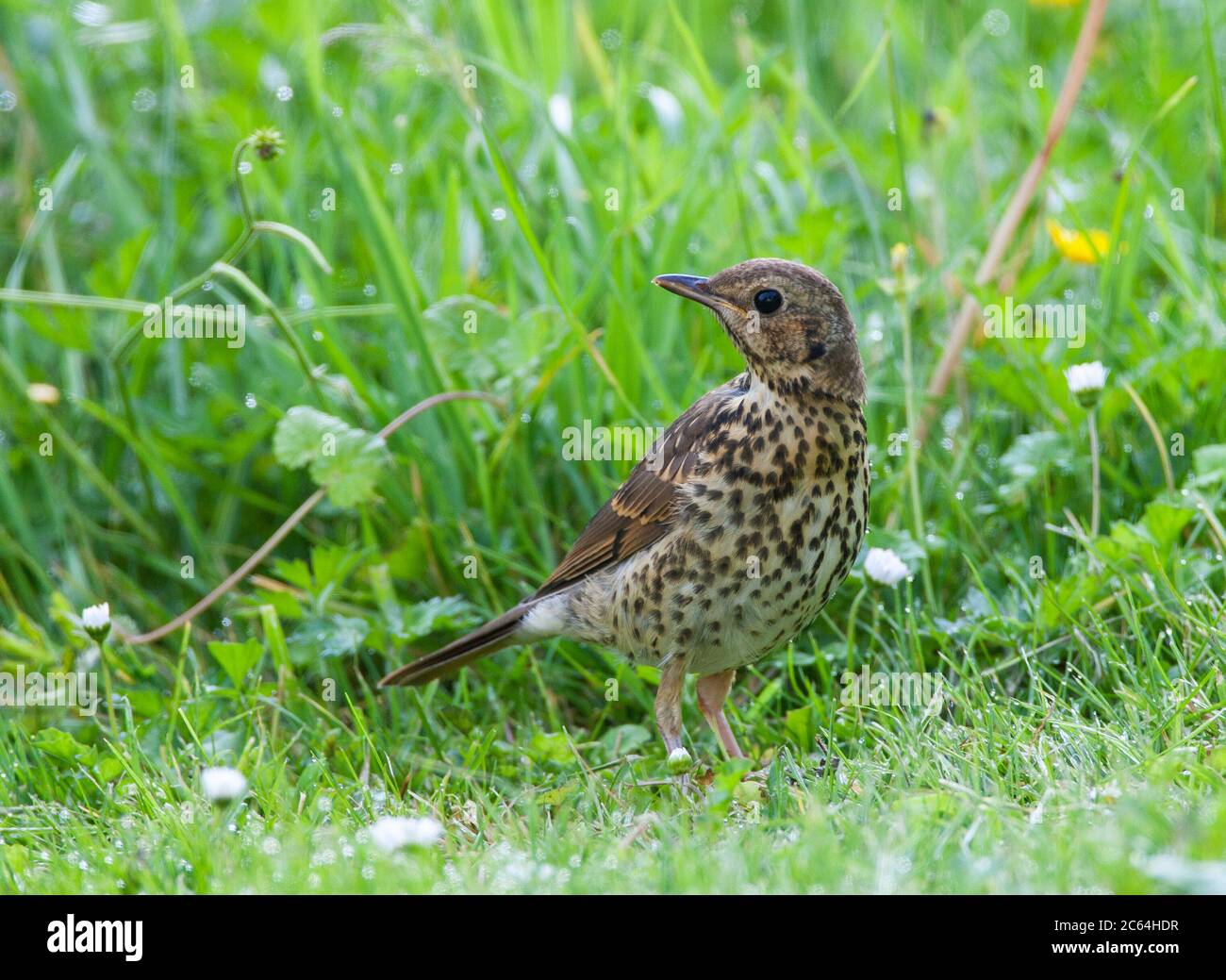 Yeilile Song Thrush (Turdus philomelos) che si nutre su un prato a Katwijk, nei Paesi Bassi. Guardando sopra le spalle. Foto Stock