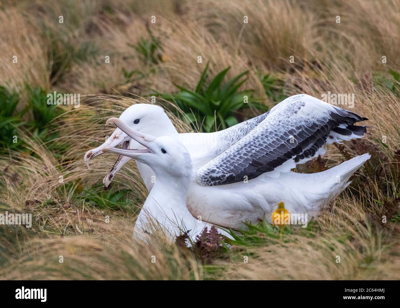 Coppia di accoppiamento di Albatross reale del sud (Diomedea epomophora) in colonia di riproduzione sull'isola di Campbell, Nuova Zelanda. Foto Stock