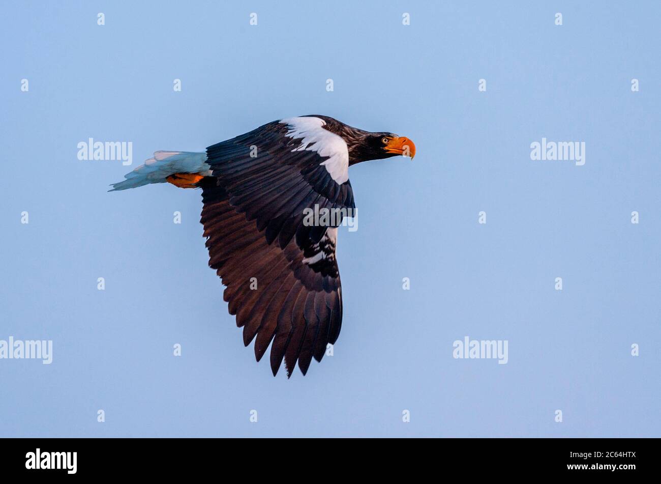 Wintering Steller's Sea Eagle (Haliaetus pelagicus) sull'isola di Hokkaido in Giappone. Adulto in volo con la luce del mattino presto, visto da un lato. Foto Stock