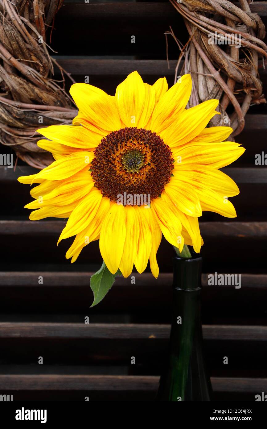bouquet con fiore di sole in bottiglia di vetro Foto Stock