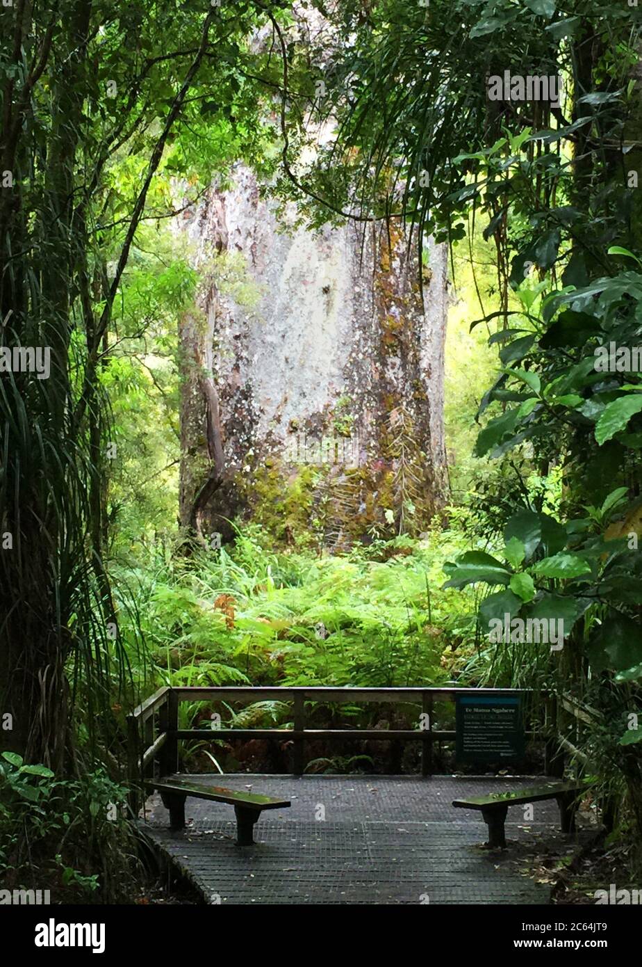 Te Matua Ngahere, un gigante Kauri (Agathis australis) conifere nella foresta di Waipoua nella regione del Nord, Nuova Zelanda. Conosciuto anche come ‘ Padre di Foto Stock