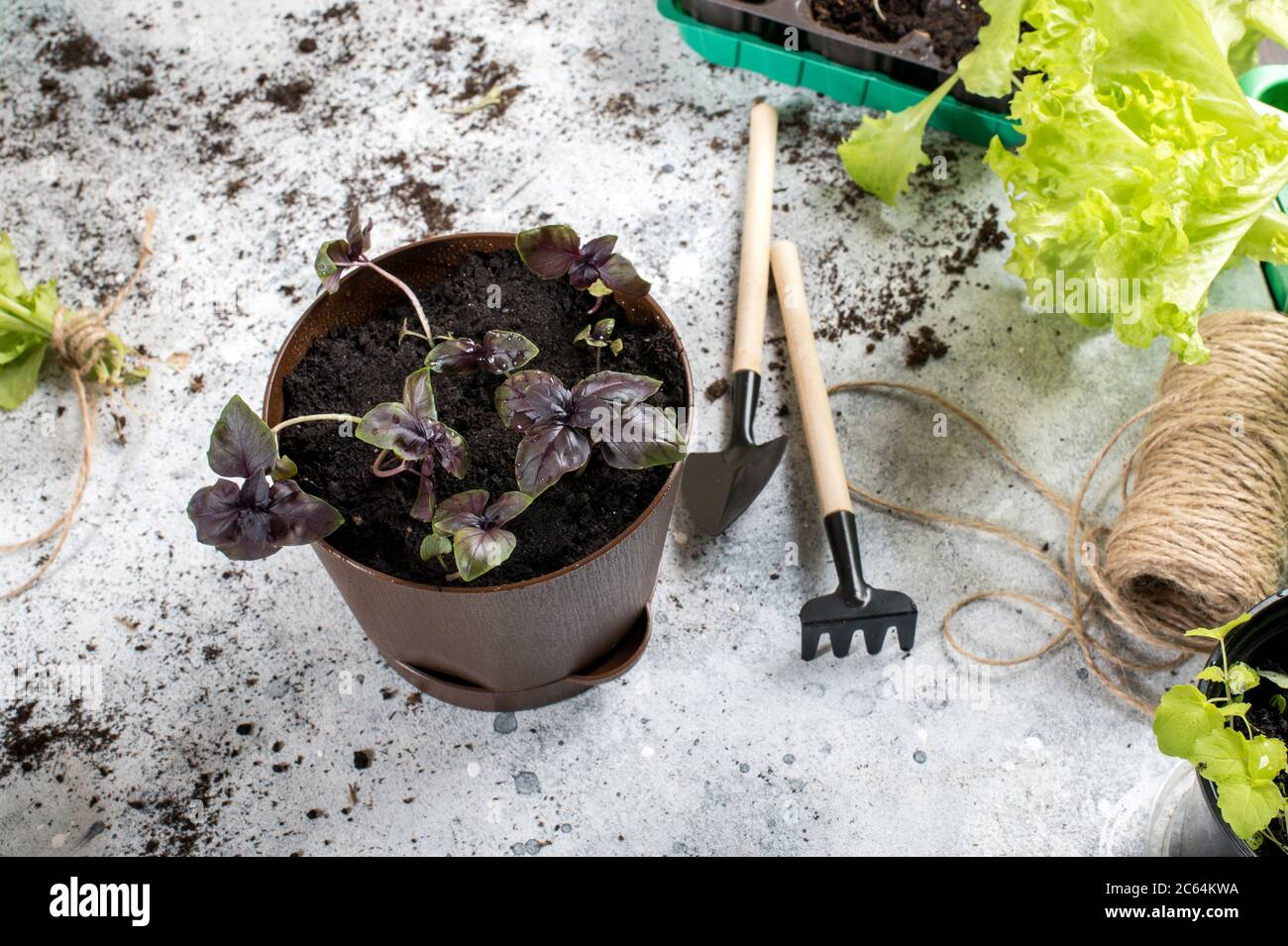 Facendo crescere hobby di giardinaggio. Pentola con basilico e attrezzi da giardino su sfondo grigio Foto Stock