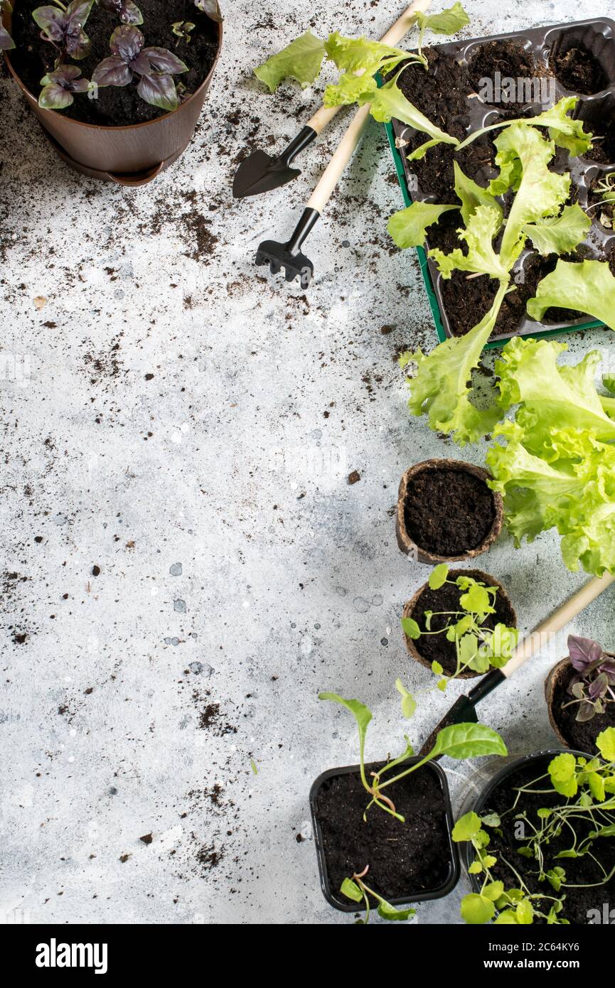 Facendo crescere hobby di giardinaggio. Speciali vaschette di plastica e torba per la coltivazione di erbe e attrezzi da giardino Foto Stock