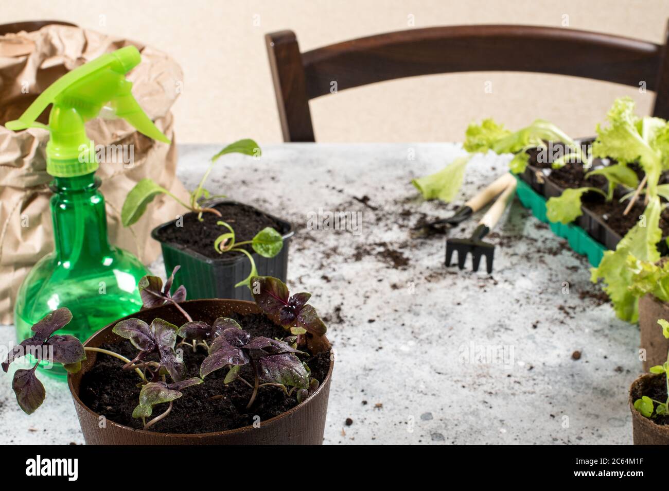 Facendo crescere hobby di giardinaggio. Vasetti speciali in plastica e torba per la coltivazione di erbe, bottiglie spray e attrezzi da giardino Foto Stock