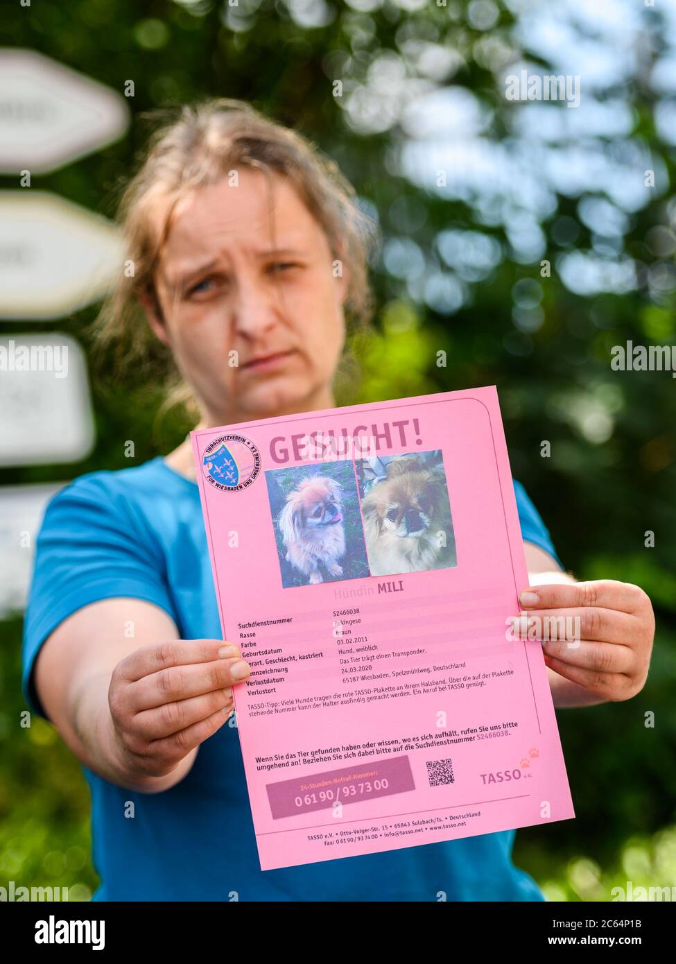 Wiesbaden, Germania. 22 Giugno 2020. Nadine Bernardy, capo del rifugio di animali Wiesbaden, ha un profilo di Pekinese 'Mili', che è stato rubato dal rifugio, nelle sue mani. Secondo le sue informazioni, gli animali sono stati rubati più volte dal rifugio degli animali nella città termale. Spesso c'è un legame con i proprietari precedenti, da cui l'animale è stato preso a causa della mancanza di esperienza. (A dpa 'Dozens di reclami a causa di furto di animali in Hessen') Credit: Andreas Arnold/dpa/Alamy Live News Foto Stock