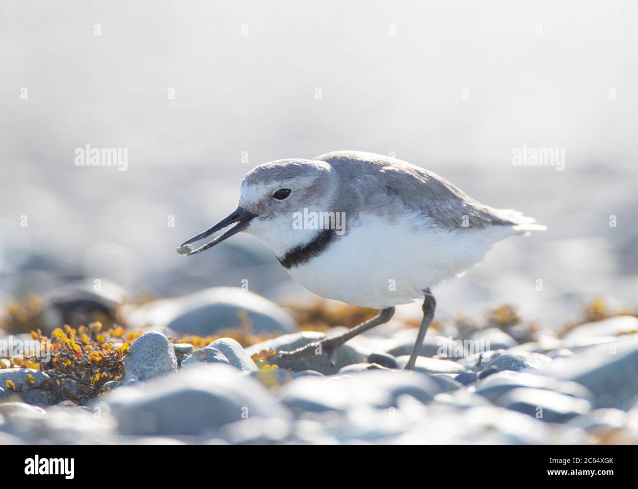 Biglietto da visita per adulti (Anarhynchus frontalis) in piedi in un letto di fiume a Glentanner Park, South Island, Nuova Zelanda. L'unica specie di uccelli nel mondo WIT Foto Stock
