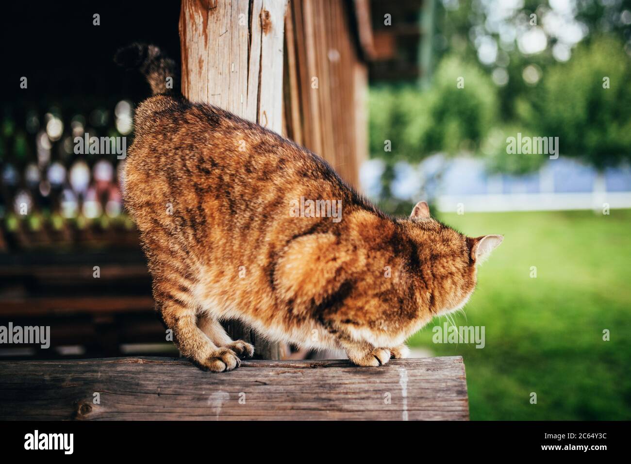 Un gatto bello e soffice caccia e rana dietro l'angolo - un predatore nazionale sneaks dietro una preda Foto Stock