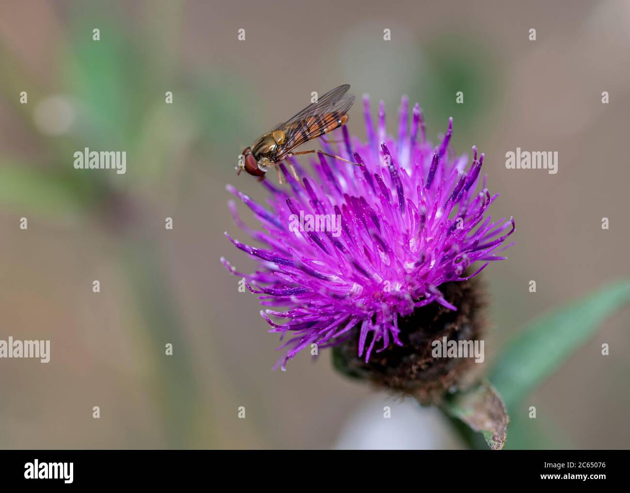 Insetto su fiore selvatico viola Foto Stock