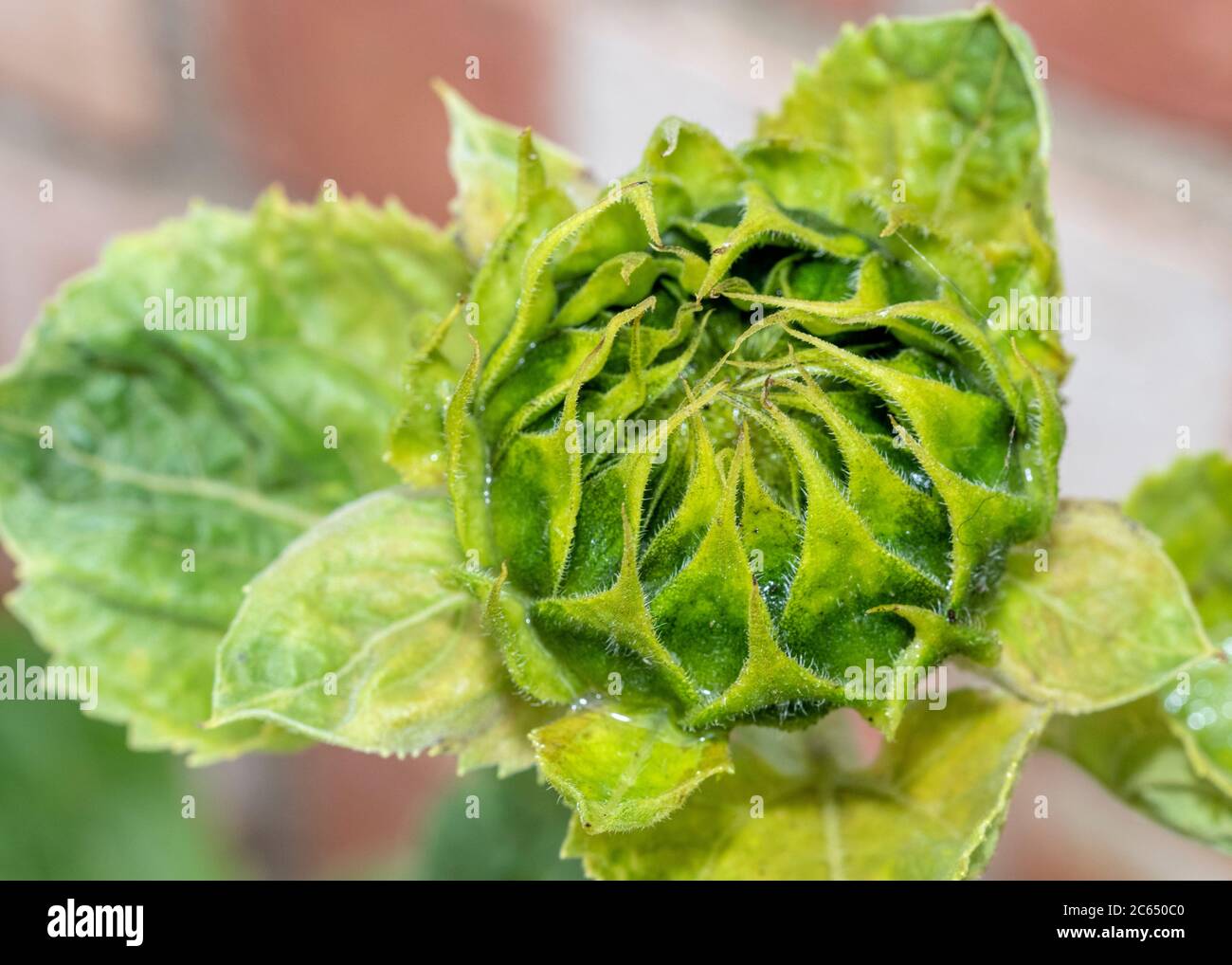 Close up dei semi di girasole bud Foto Stock