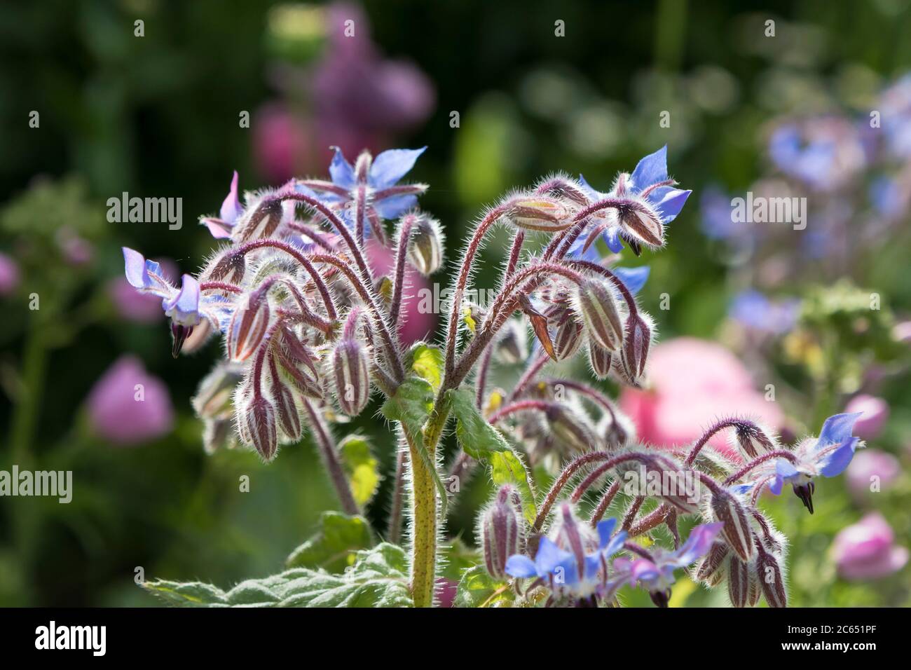 Borage (Borago officinalis) Fiori in un giardino di fauna selvatica amichevole di Bee e Butterfly, Regno Unito Foto Stock
