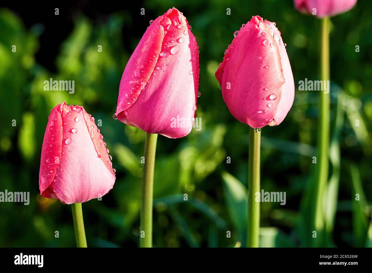 Eleganti tulipani rosa in pioggia dopo la pioggia sul letto fiorito nel giardino. Fiori e sfondi natura e cartolina Foto Stock