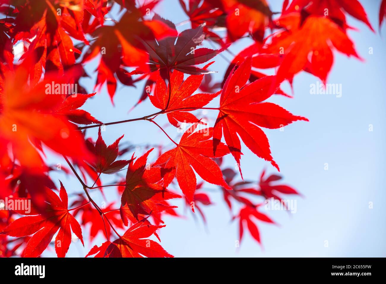 Colorate di rosso autunnale di foglie di acero, concetto di autunno Foto Stock