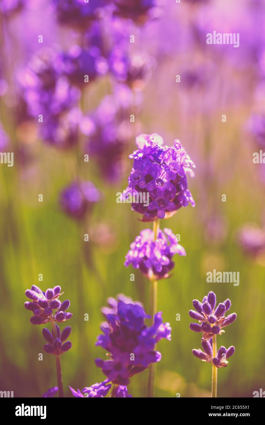 Fiore viola lavanda primo piano in un giardino Foto Stock