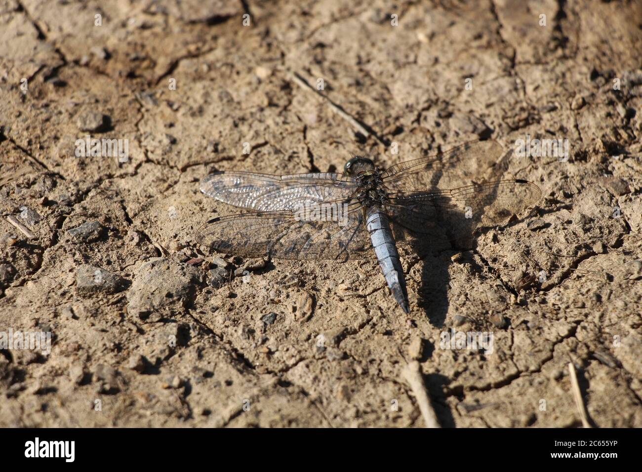 Una libellula chiamata il Chaser scarso (Libellula fulva) Foto Stock