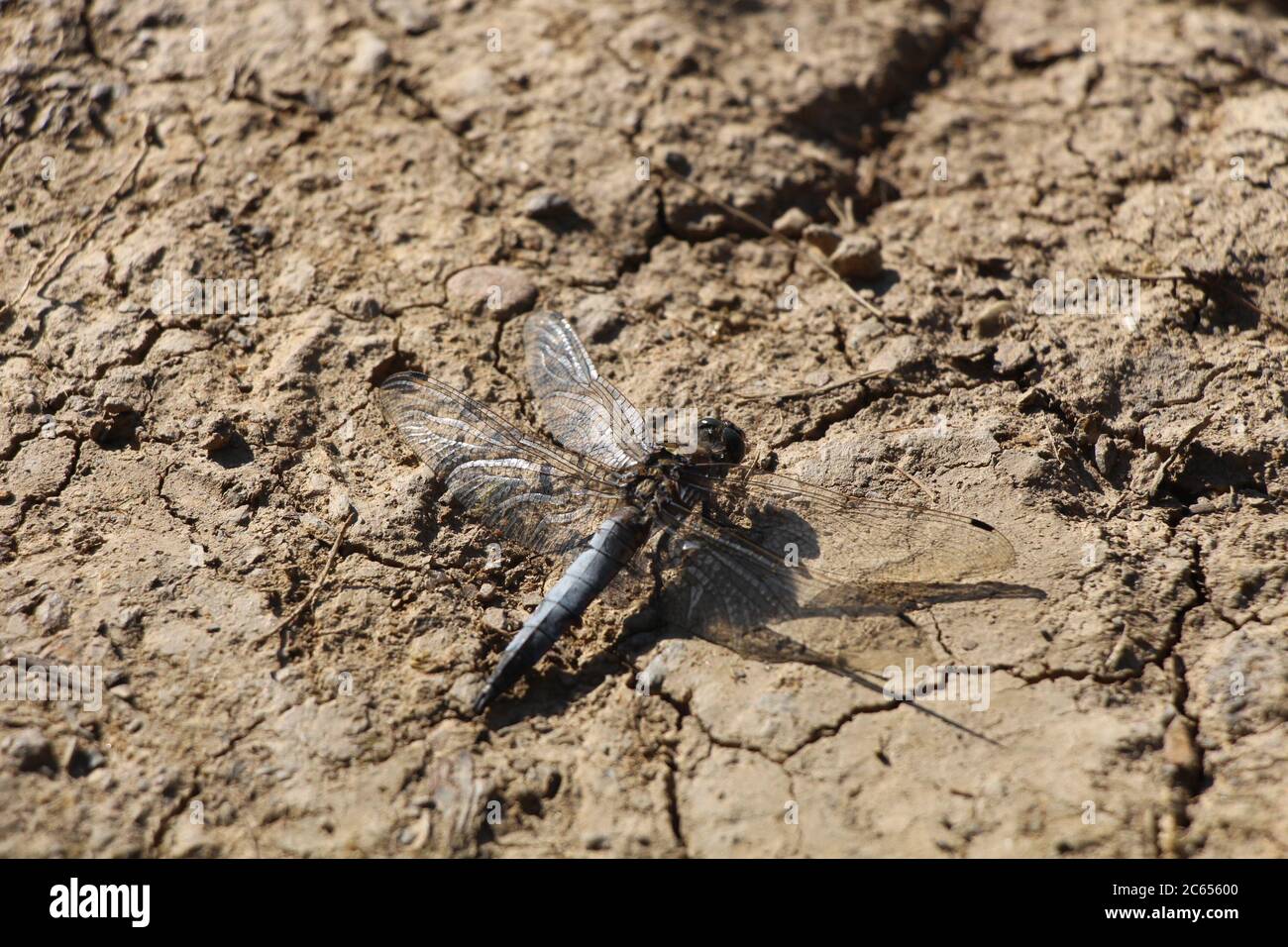 Una libellula chiamata il Chaser scarso (Libellula fulva) Foto Stock