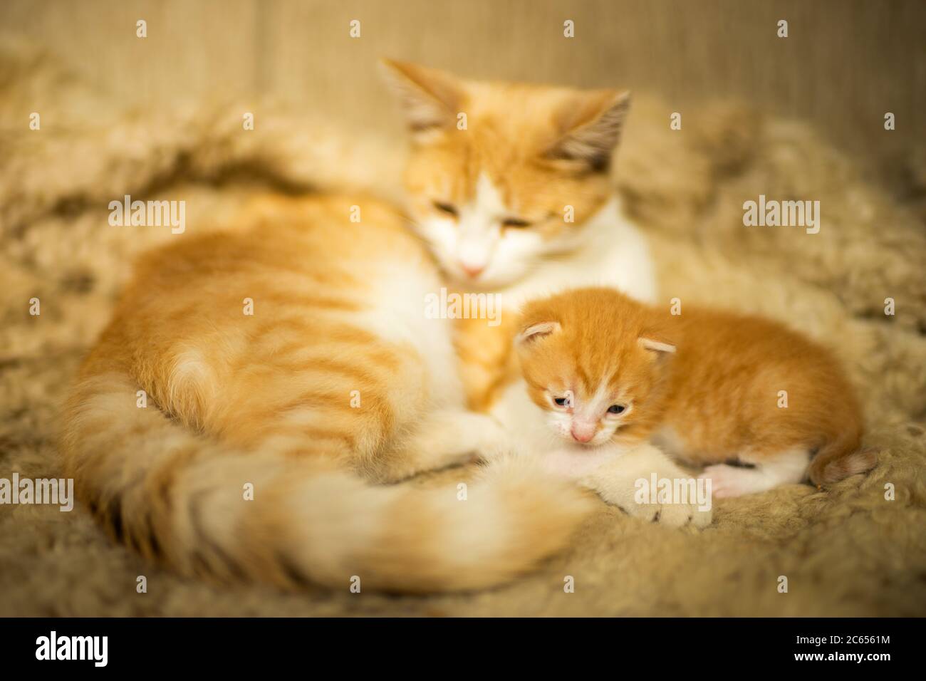 gatto rosso-bianco e cucciolo neonato giacciono sul letto Foto Stock