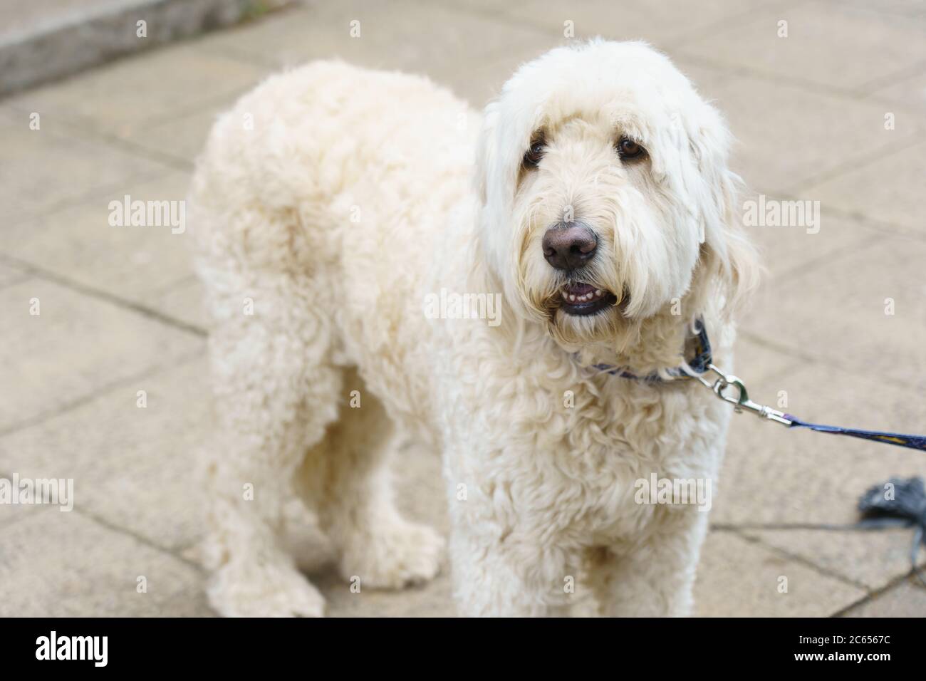 Grande e soffice Labradoodle Dog con stretti blocchi di pelliccia bianca riccia su un piombo, Harrogate, North Yorkshire, Inghilterra, Regno Unito. Foto Stock