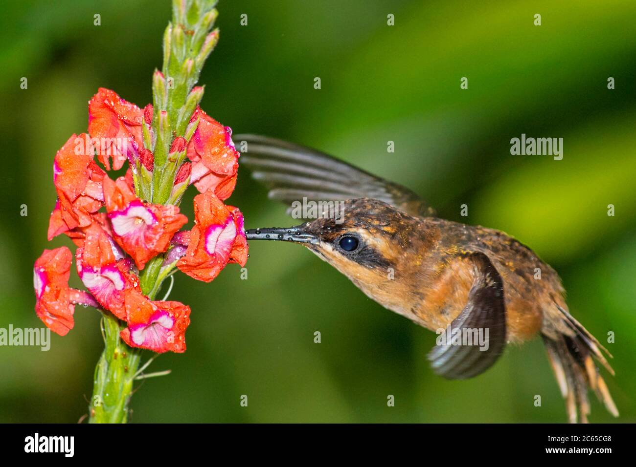 Hummingbird, foresta pluviale tropicale, Costa Rica, America Centrale, America Foto Stock