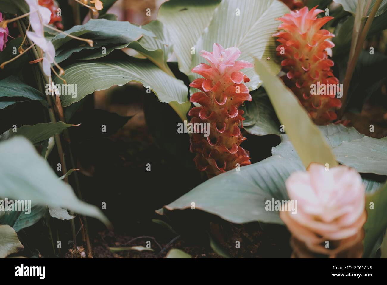 Siam tulip giardino dei fiori di campo. Curcuma alismatifolia Foto Stock