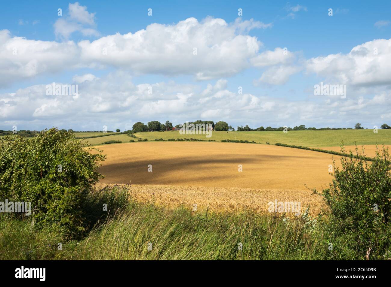 Vista sul paesaggio agricolo con nuvole ombra su campo d'orzo estivo dorato Foto Stock