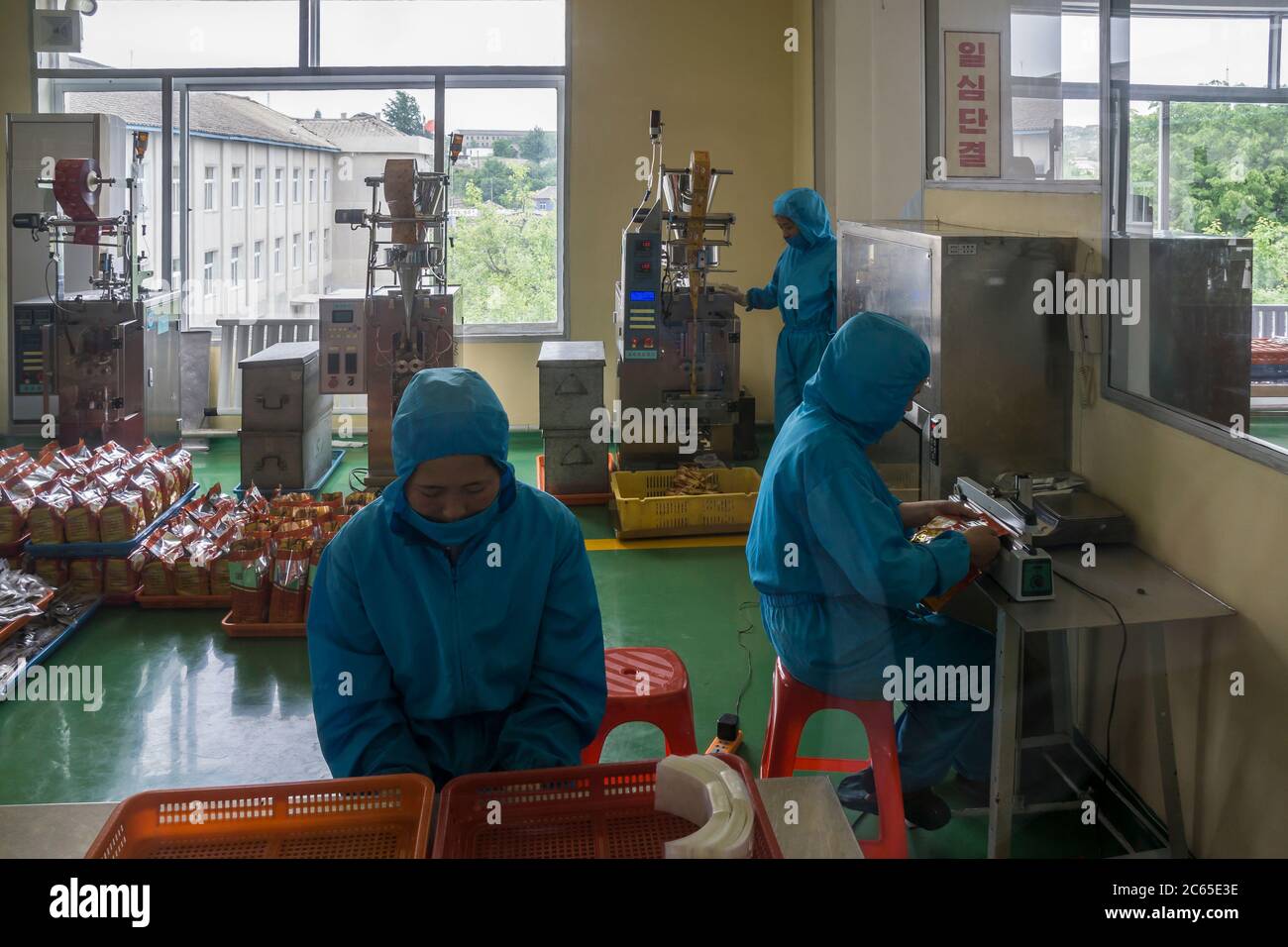 Produzione di Ginseng, Kaesong, Corea del Nord Foto Stock