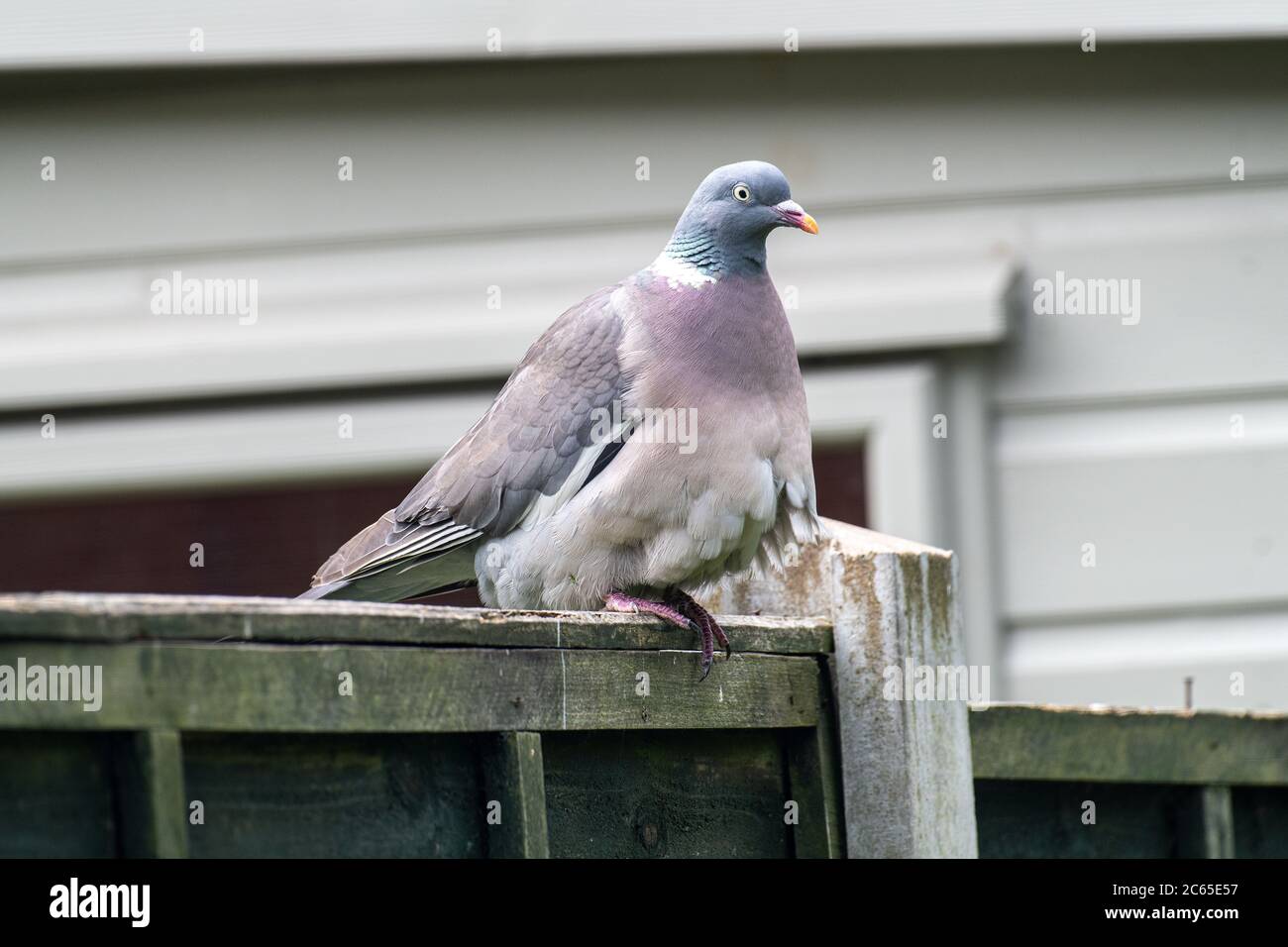 Un paffuto Woodpigeon appollaiate su un pannello di recinzione in cerca di cibo in un giardino in Alsager Cheshire England Regno Unito Regno Unito Foto Stock