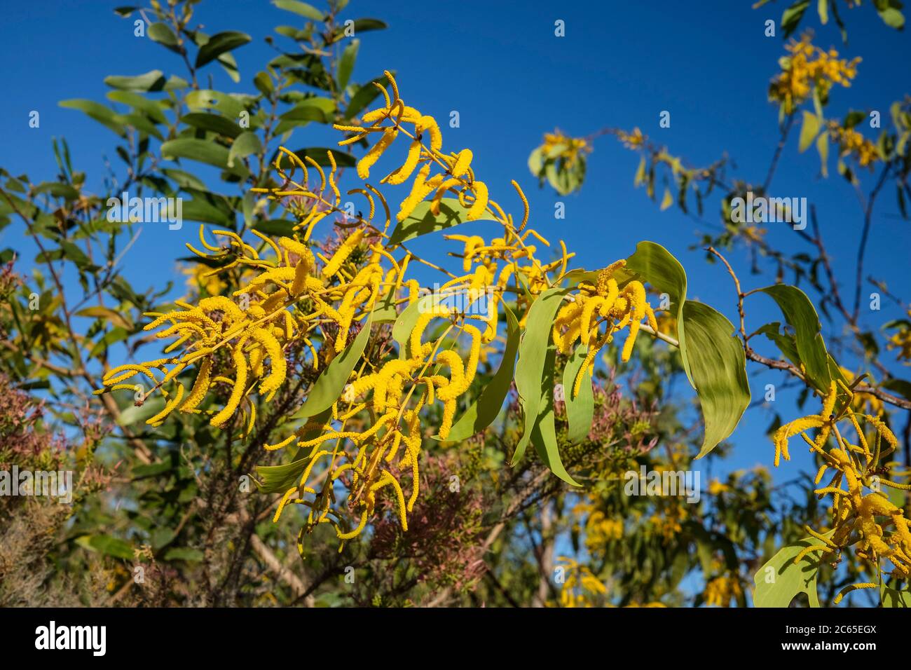Auriculiformis di acacia nel territorio del Nord dell'Australia Foto Stock