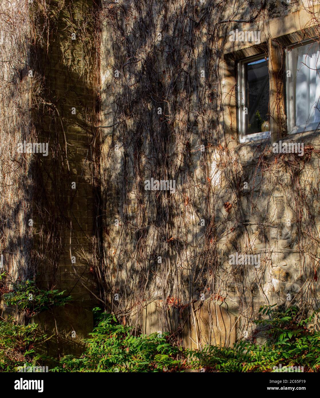 Modello di ombre su una parete di pietra ricoperta di edera sul lato della casa su Banbury Road, Oxford, Inghilterra Foto Stock