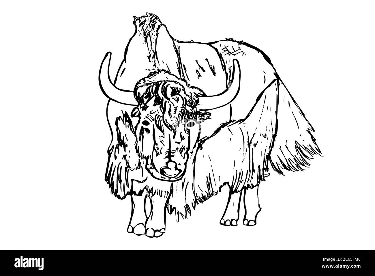 Yak isolato su sfondo bianco. Disegno a mano schizzo toro. Incisione antica di bestiame di haltland, bisonte. Oroscopo lunare segno bue, toro, vettore cow.Stock Immagine e Vettoriale - Alamy