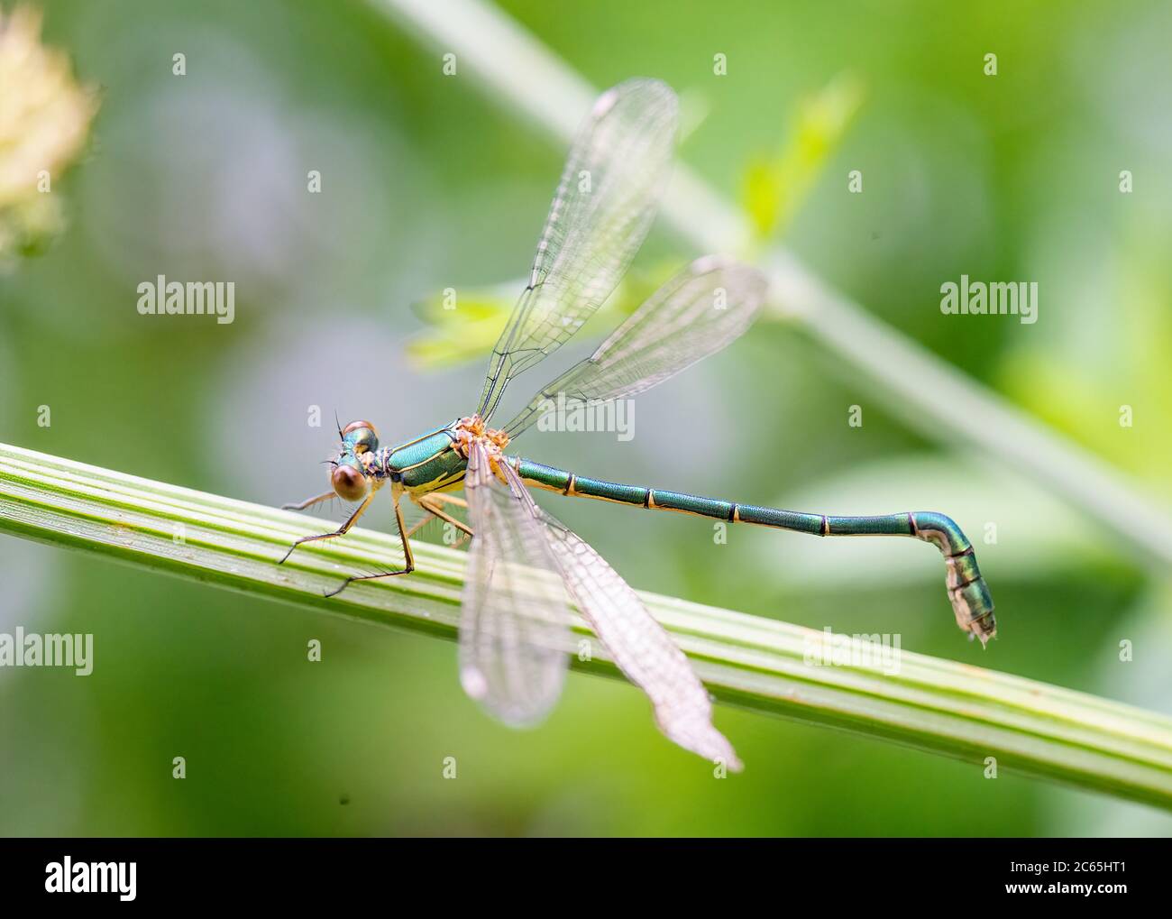 Willow damselfly smeraldo - Chalcolestes viridis Foto Stock