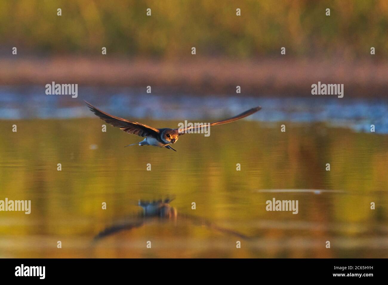 sand martin vola sull'acqua con il riflesso Foto Stock