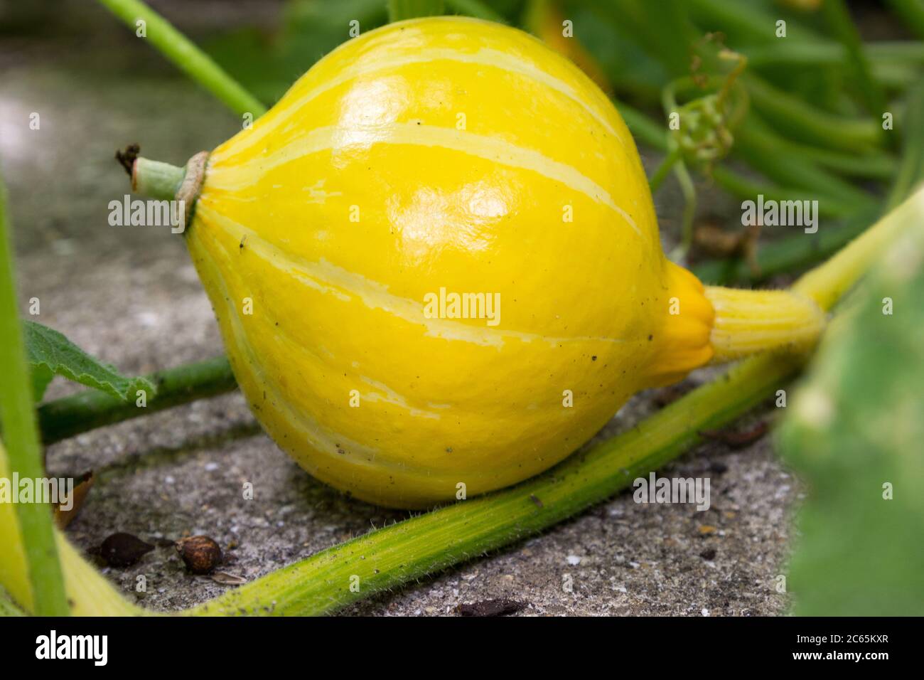Frutta di zucca vegetale sulla vite Foto Stock