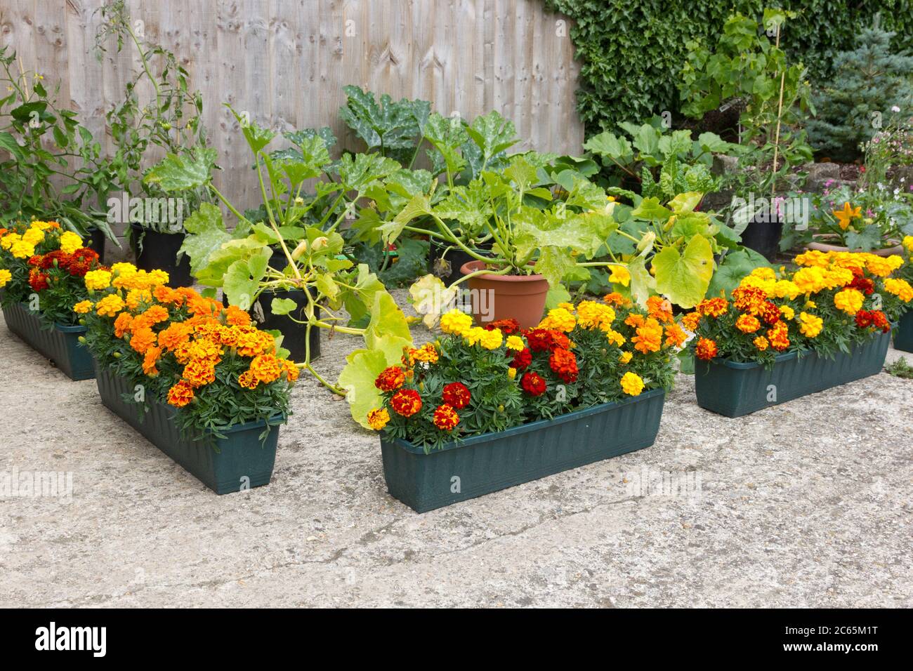 Marigolds e verdure che crescono insieme Foto Stock