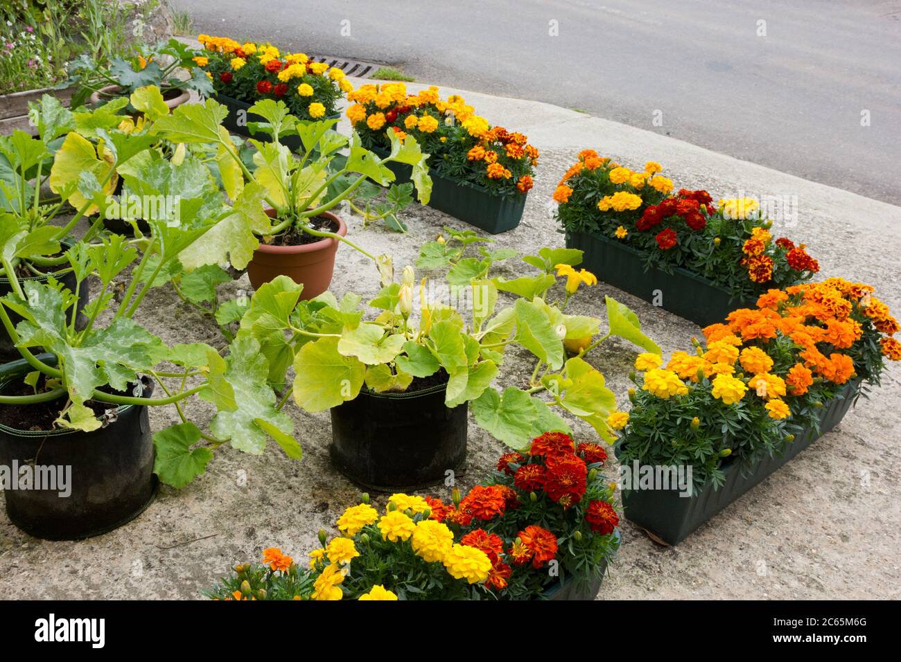 Marigolds e verdure che crescono insieme Foto Stock